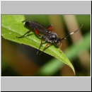 Vulgichneumon saturaturatorius - Schlupfwespe m122b 12mm fdet02.jpg